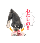 チワプーののえるさん（個別スタンプ：34）