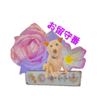 白柴犬諭吉2024（個別スタンプ：12）