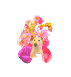 白柴犬諭吉2024（個別スタンプ：22）