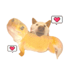 白柴犬諭吉2024（個別スタンプ：33）