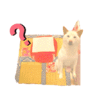 白柴犬諭吉2024（個別スタンプ：35）
