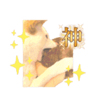 白柴犬諭吉2024（個別スタンプ：37）