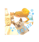 白柴犬諭吉2024（個別スタンプ：38）