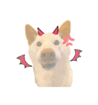 白柴犬諭吉2024（個別スタンプ：39）
