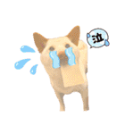 白柴犬諭吉2024（個別スタンプ：40）