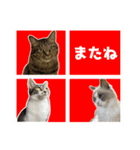 むさし＆れな＆くぅ（個別スタンプ：16）