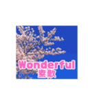 桜の開花スタンプ（個別スタンプ：16）