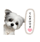 名犬てんすけ（個別スタンプ：1）