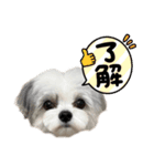 名犬てんすけ（個別スタンプ：2）