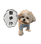 名犬てんすけ（個別スタンプ：3）