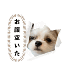 名犬てんすけ（個別スタンプ：4）