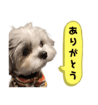 名犬てんすけ（個別スタンプ：5）