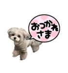 名犬てんすけ（個別スタンプ：6）