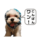 名犬てんすけ（個別スタンプ：7）