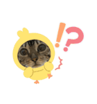 可愛いごにゃん♪（個別スタンプ：7）