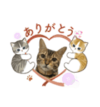 可愛いごにゃん♪（個別スタンプ：15）
