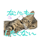 可愛いごにゃん♪（個別スタンプ：19）