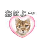 ベンガル猫の凛桜（リオ）（個別スタンプ：1）