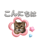 ベンガル猫の凛桜（リオ）（個別スタンプ：3）