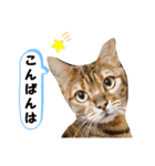 ベンガル猫の凛桜（リオ）（個別スタンプ：6）