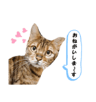 ベンガル猫の凛桜（リオ）（個別スタンプ：16）
