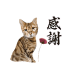 ベンガル猫の凛桜（リオ）（個別スタンプ：17）
