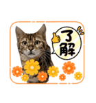 ベンガル猫の凛桜（リオ）（個別スタンプ：22）
