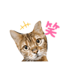 ベンガル猫の凛桜（リオ）（個別スタンプ：23）