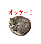 僕の名前は「ラッツ」です。歳は3歳です。（個別スタンプ：3）