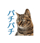 僕の名前は「ラッツ」です。歳は3歳です。（個別スタンプ：6）