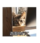 かわいい猫彼女【カップル・夫婦・嫁】（個別スタンプ：15）