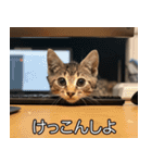 かわいい猫彼女【カップル・夫婦・嫁】（個別スタンプ：22）