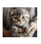 かわいい猫彼女【カップル・夫婦・嫁】（個別スタンプ：26）
