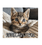かわいい猫彼女【カップル・夫婦・嫁】（個別スタンプ：31）