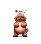 ぽちゃトイプードル 茶 ドット絵 日常会話（個別スタンプ：20）