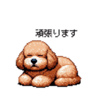 ぽちゃトイプードル 茶 ドット絵 日常会話（個別スタンプ：24）