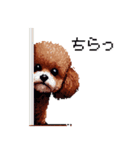 ぽちゃトイプードル 茶 ドット絵 日常会話（個別スタンプ：31）