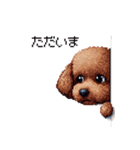 ぽちゃトイプードル 茶 ドット絵 日常会話（個別スタンプ：39）