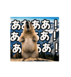 ⚫動く！！ ボバクマーモット⭐24匹セット（個別スタンプ：13）