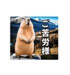 ⚫動く！！ ボバクマーモット⭐24匹セット（個別スタンプ：15）