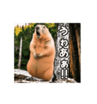 ⚫動く！！ ボバクマーモット⭐24匹セット（個別スタンプ：16）