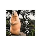 ⚫動く！！ ボバクマーモット⭐24匹セット（個別スタンプ：23）