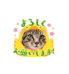 可愛い子猫のスタンプだよ！⑩（個別スタンプ：12）