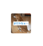 使える仲良犬猫たち（個別スタンプ：13）