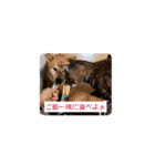 使える仲良犬猫たち（個別スタンプ：15）