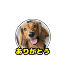 もも犬♂スタンプ (あいさつ)（個別スタンプ：1）