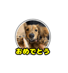 もも犬♂スタンプ (あいさつ)（個別スタンプ：2）