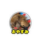 もも犬♂スタンプ (あいさつ)（個別スタンプ：5）