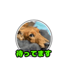 もも犬♂スタンプ (あいさつ)（個別スタンプ：11）