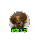 もも犬♂スタンプ (あいさつ)（個別スタンプ：13）